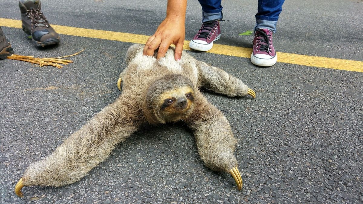A sloth in Tijuca Forest, spotted during a tour